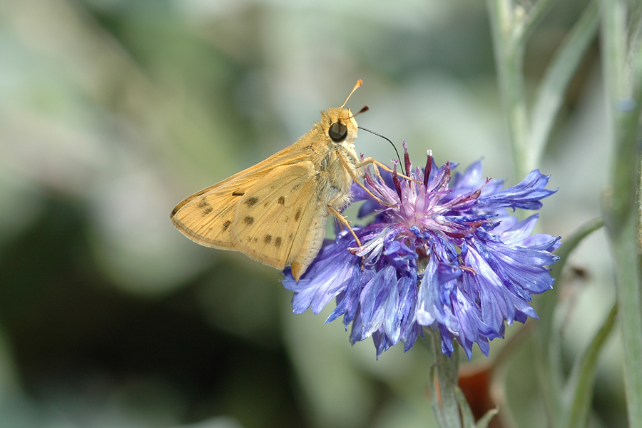 Hylephila phyleus phyleus - The Fiery Skipper
