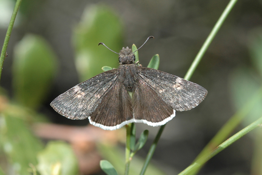 Erynnis funeralis - Funereal Duskywing
