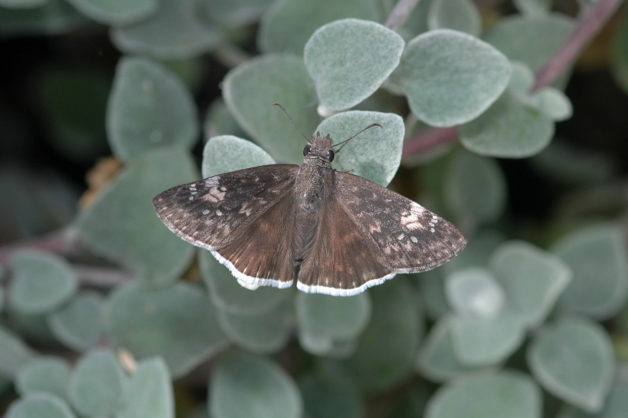 Erynnis funeralis - Funereal Duskywing
