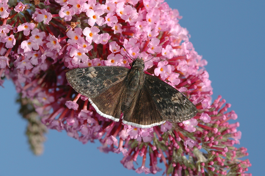 Erynnis funeralis - Funereal Duskywing