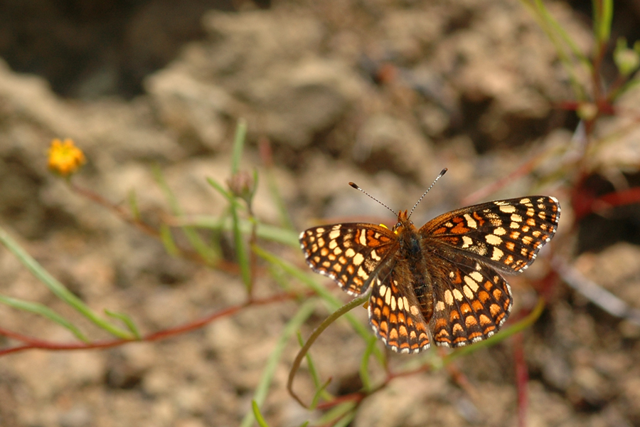 Chlosyne gabbii gabbii - Gabb's Checkerspot