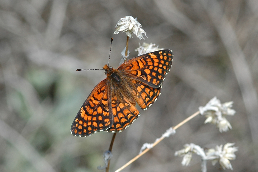 Chlosyne gabbii gabbii - Gabb's Checkerspot