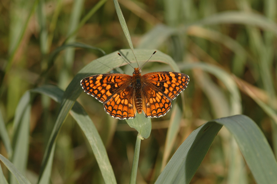 Chlosyne gabbii gabbii - Gabb's Checkerspot