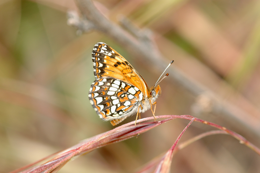 Chlosyne gabbii gabbii - Gabb's Checkerspot