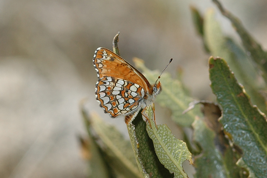 Chlosyne gabbii gabbii - Gabb's Checkerspot