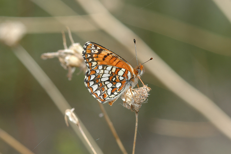 Chlosyne gabbii gabbii - Gabb's Checkerspot