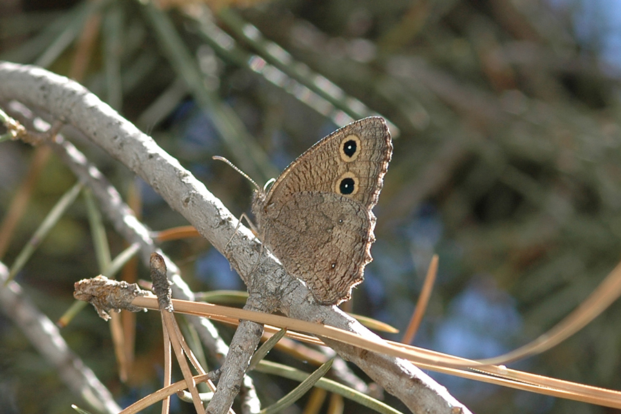 Cercyonis sthenele behrii - 'Behr's' Great Basin Wood Nymph