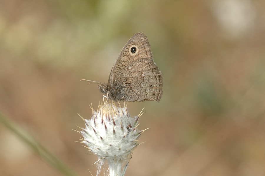 Cercyonis sthenele behrii - 'Behr's' Great Basin Wood Nymph