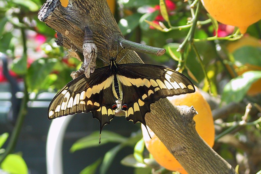 Giant Swallowtail - Papilio cresphontes