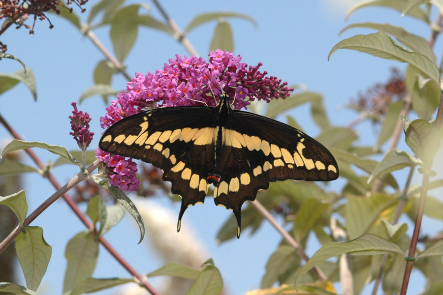 Giant Swallowtail - Papilio cresphontes