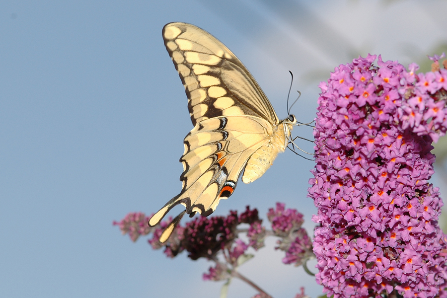 Giant Swallowtail - Papilio cresphontes
