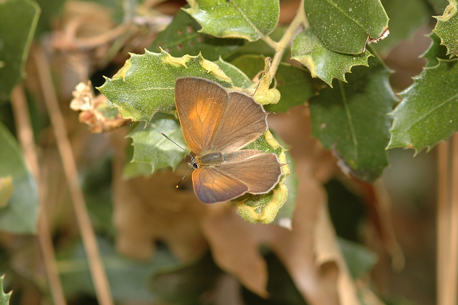 Habrodais grunus grunus - Golden Hairstreak