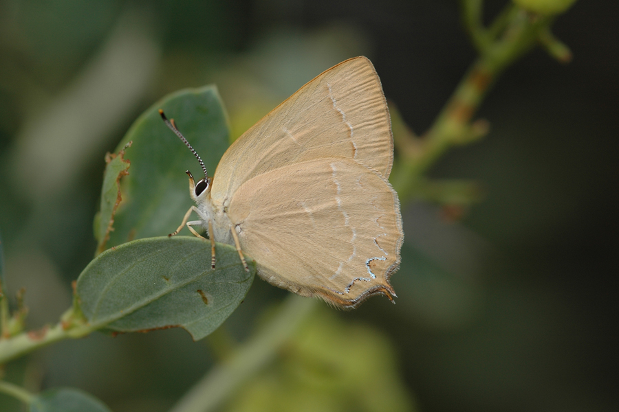 Callophrys loki - 'Loki' Juniper Hairstreak