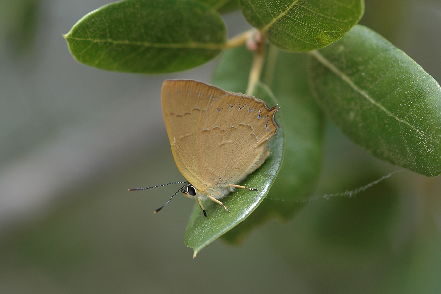 Habrodais grunus grunus - Golden Hairstreak