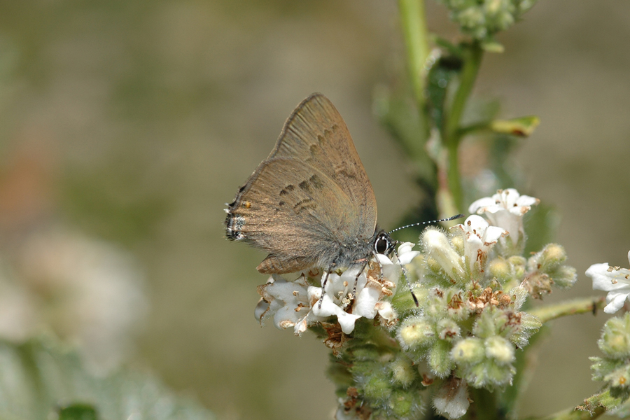 Satyrium auretorum spadix - Gold-hunter's Hairstreak