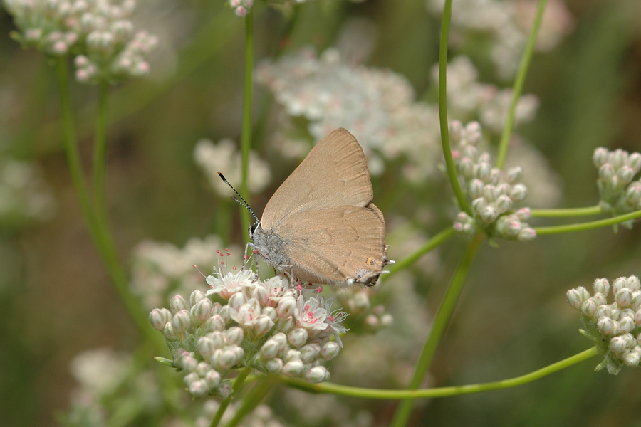 Satyrium auretorum spadix - Gold-hunter's Hairstreak