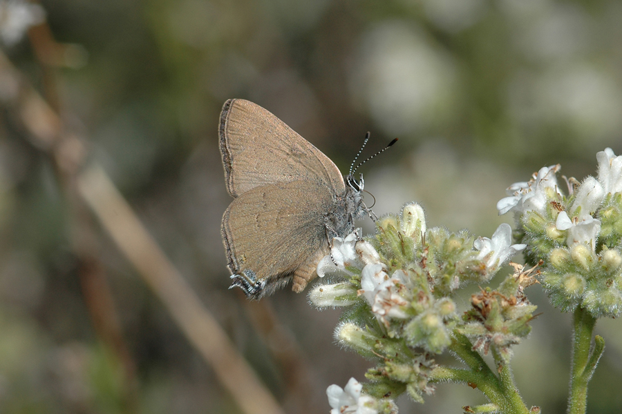 Satyrium auretorum spadix - Gold-hunter's Hairstreak