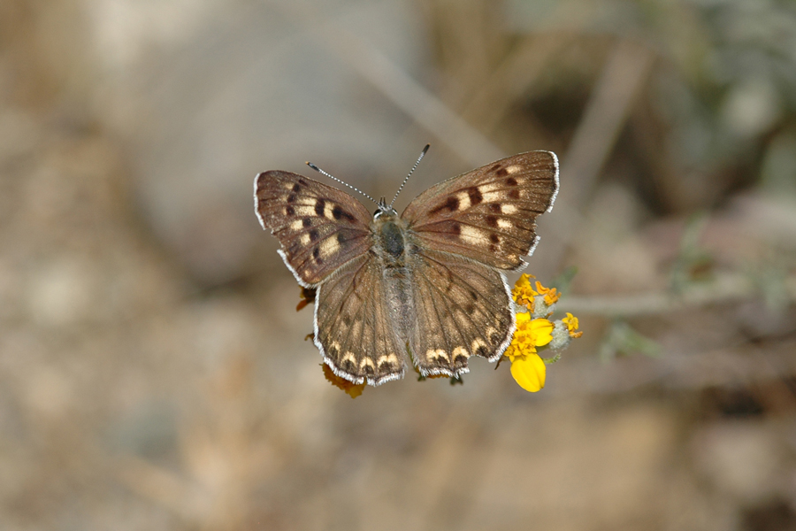 Gorgon Copper - Lycaena gorgon