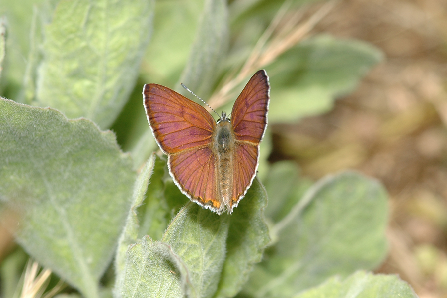 Gorgon Copper - Lycaena gorgon