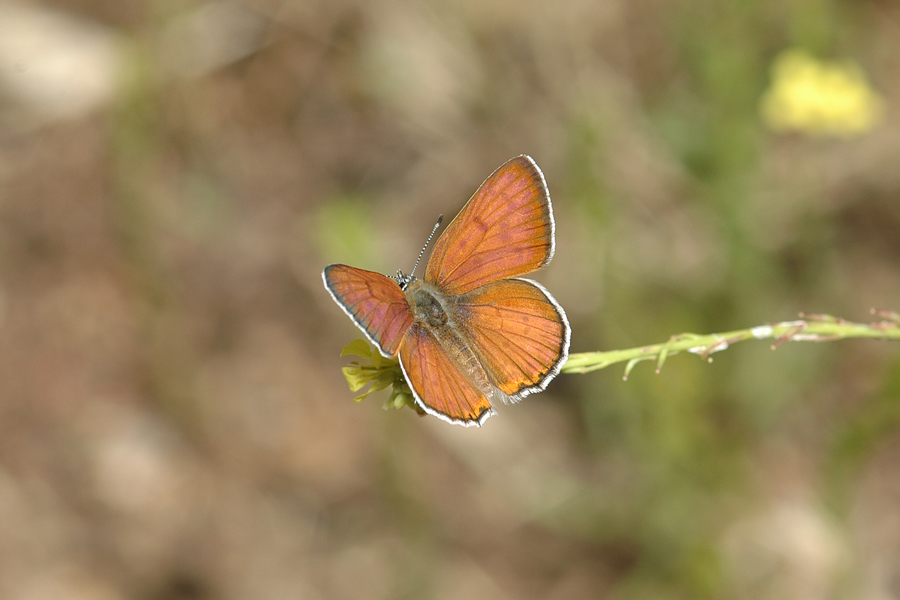 Gorgon Copper - Lycaena gorgon