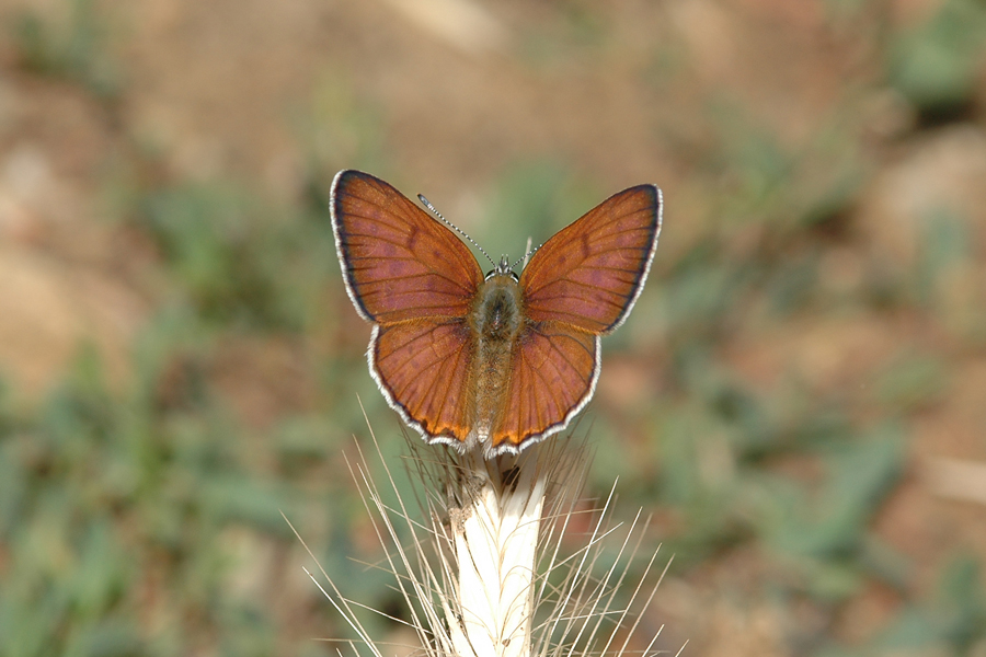 Gorgon Copper - Lycaena gorgon