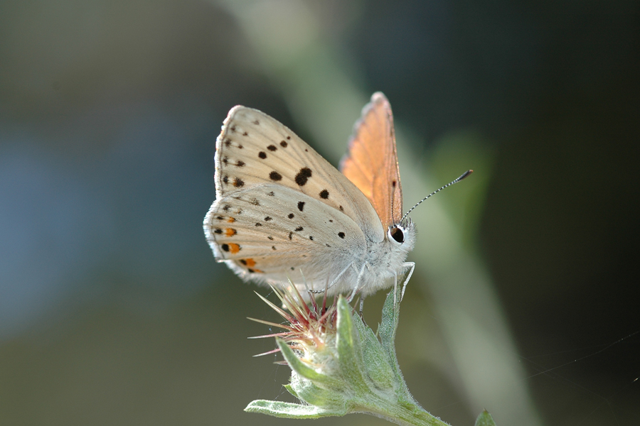 Gorgon Copper - Lycaena gorgon