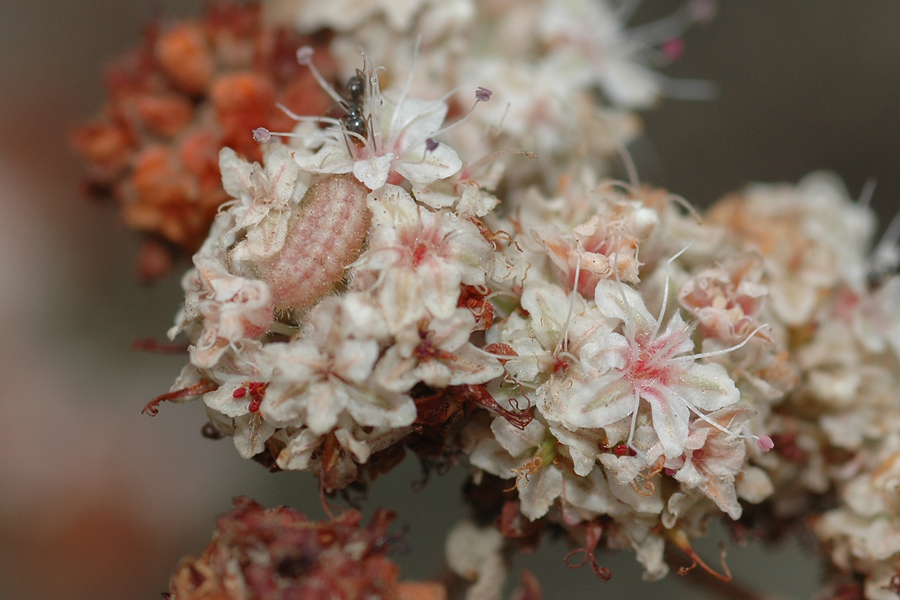Gray Hairstreak larva