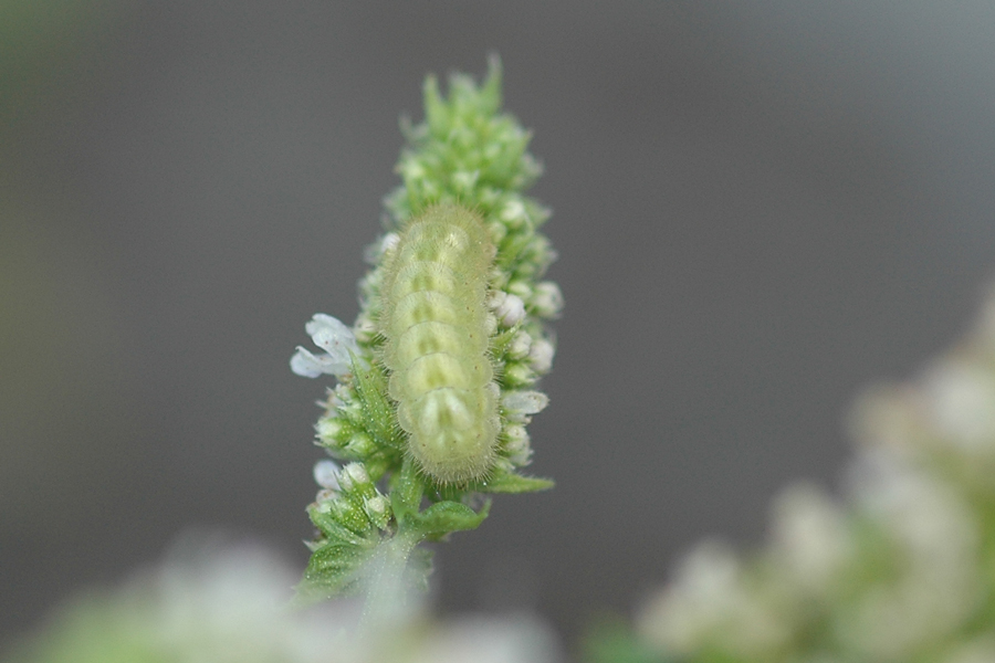 Gray Hairstreak larva