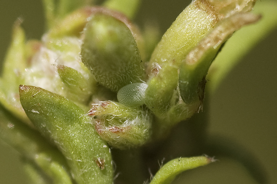 Gray Hairstreak egg