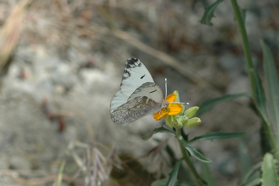 Grinell's Gray Marble