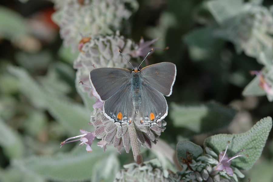 Gray Hairstreak female