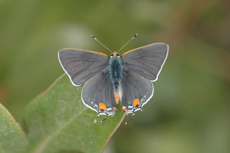 Gray Hairstreak male