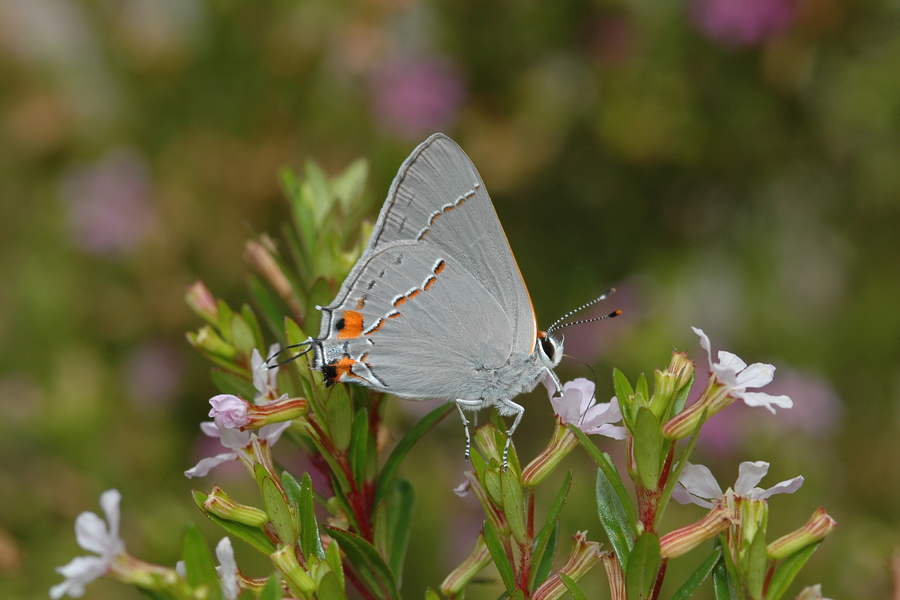 Gray Hairstreak