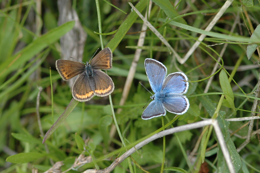Plebejus saepiolus hilda - 'Hilda' Greenish Blue