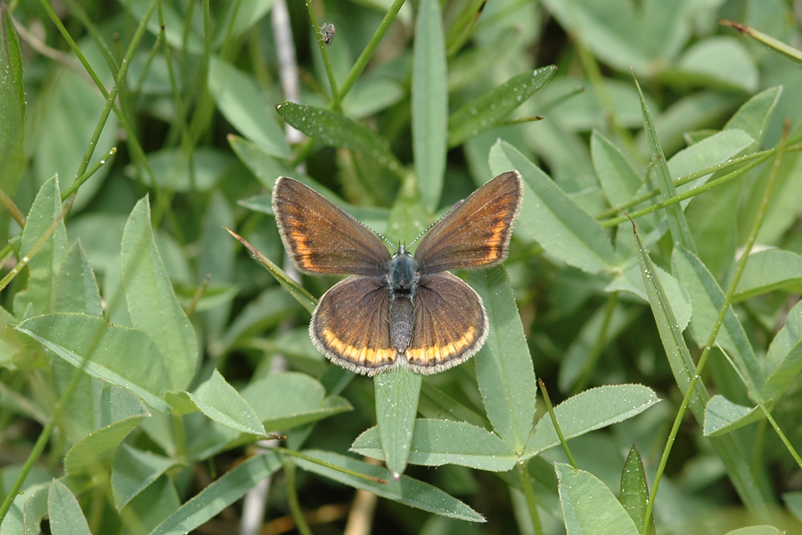 Plebejus saepiolus hilda - 'Hilda' Greenish Blue