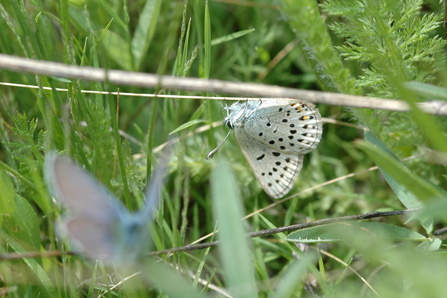 Plebejus saepiolus hilda - 'Hilda' Greenish Blue