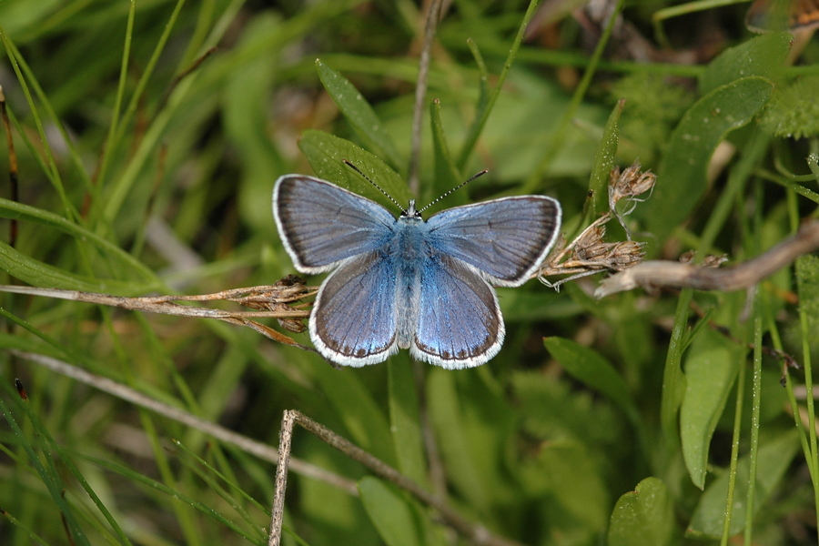 Plebejus saepiolus hilda - 'Hilda' Greenish Blue