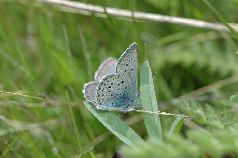 Plebejus saepiolus hilda - 'Hilda' Greenish Blue