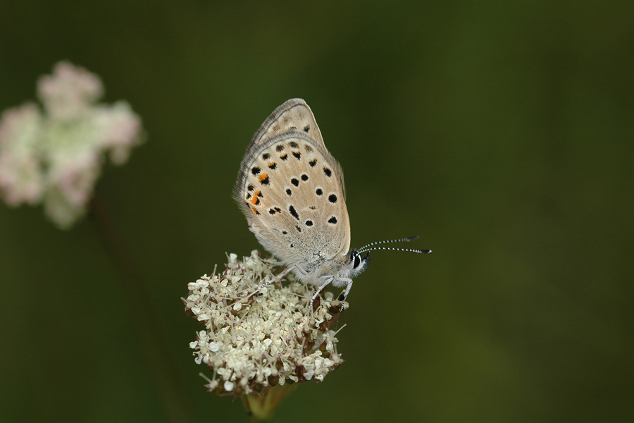 Greenish Blue - Plebejus saepiolus aehaja