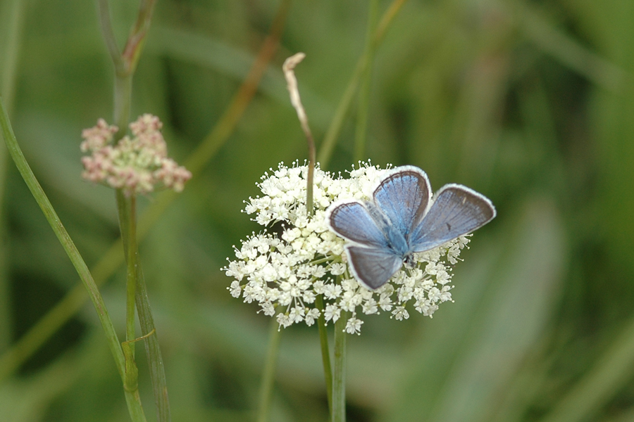 Greenish Blue - Plebejus saepiolus aehaja