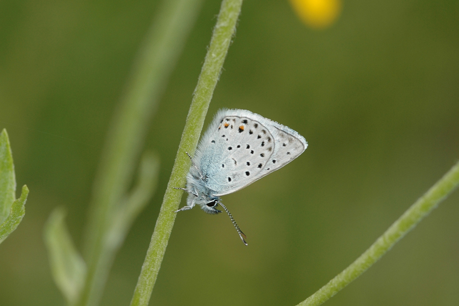 Greenish Blue - Plebejus saepiolus aehaja