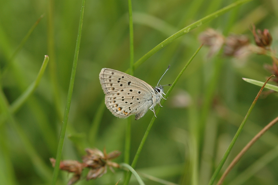 Greenish Blue - Plebejus saepiolus aehaja