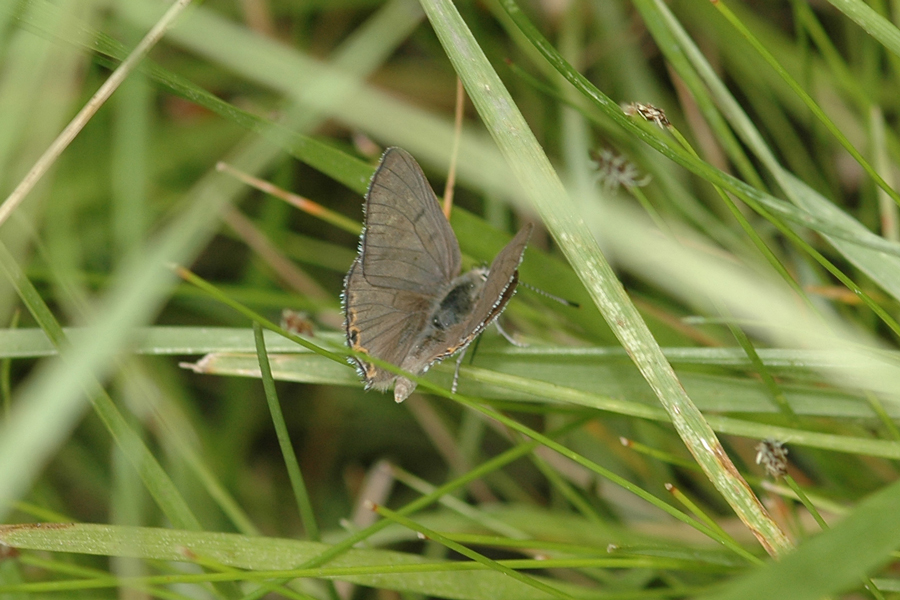 Great Copper - Lycaena xanthoides