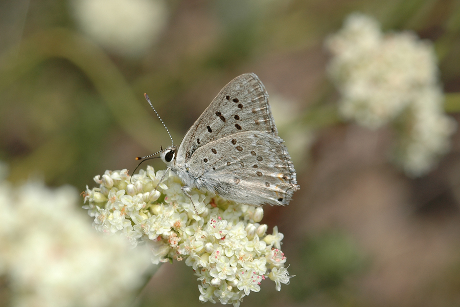 Great Copper - Lycaena xanthoides