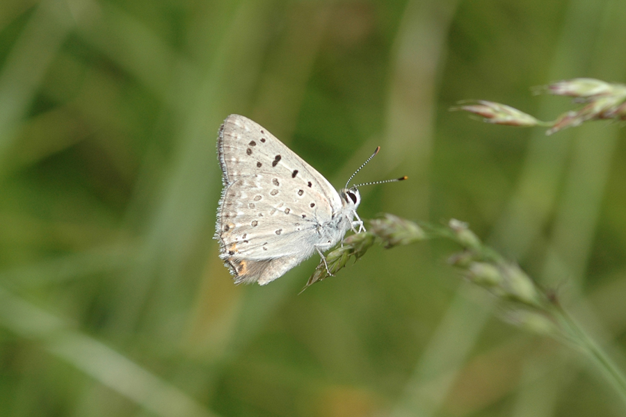 Great Copper - Lycaena xanthoides