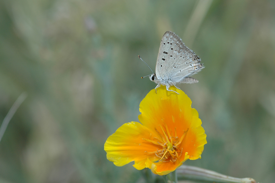 Great Copper - Lycaena xanthoides