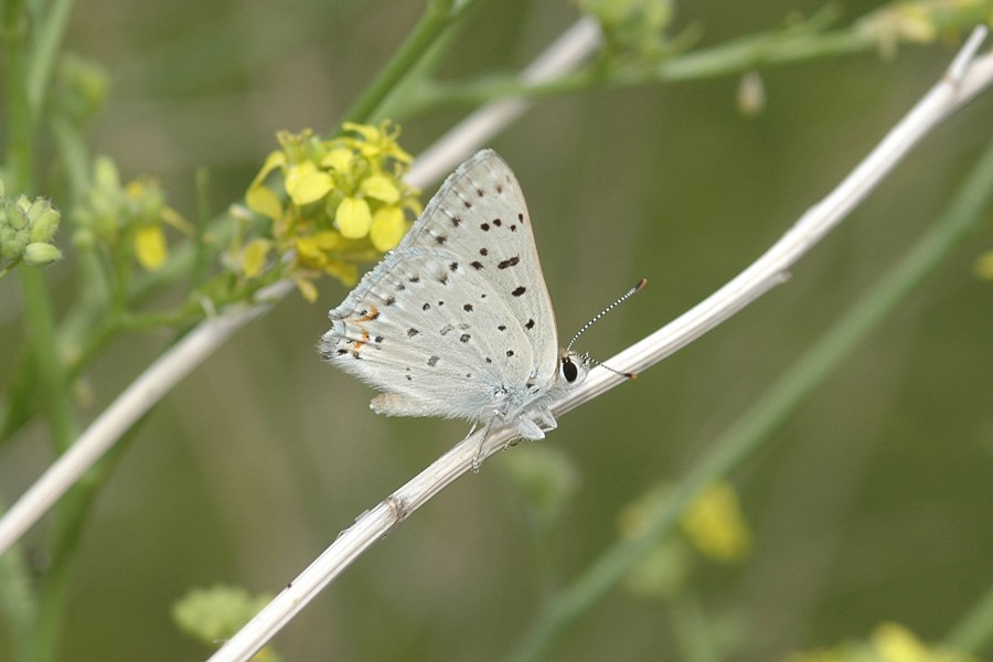 Great Copper - Lycaena xanthoides
