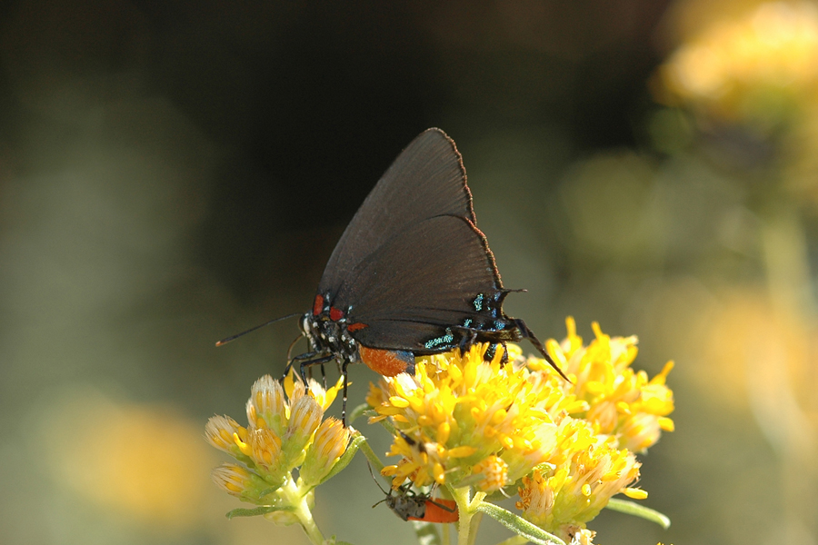 Atlides halesus corcorani - Great Purple Hairstreak