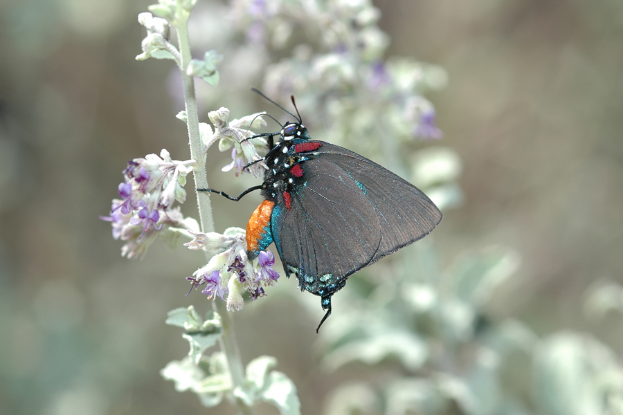 Atlides halesus corcorani - Great Purple Hairstreak