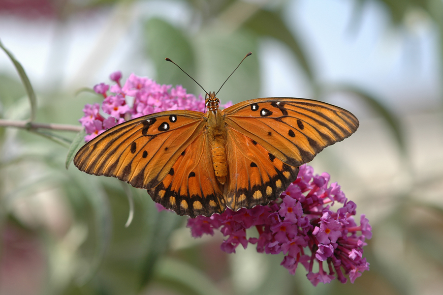 Agraulis vanillae incarnata - Western Gulf Fritillary